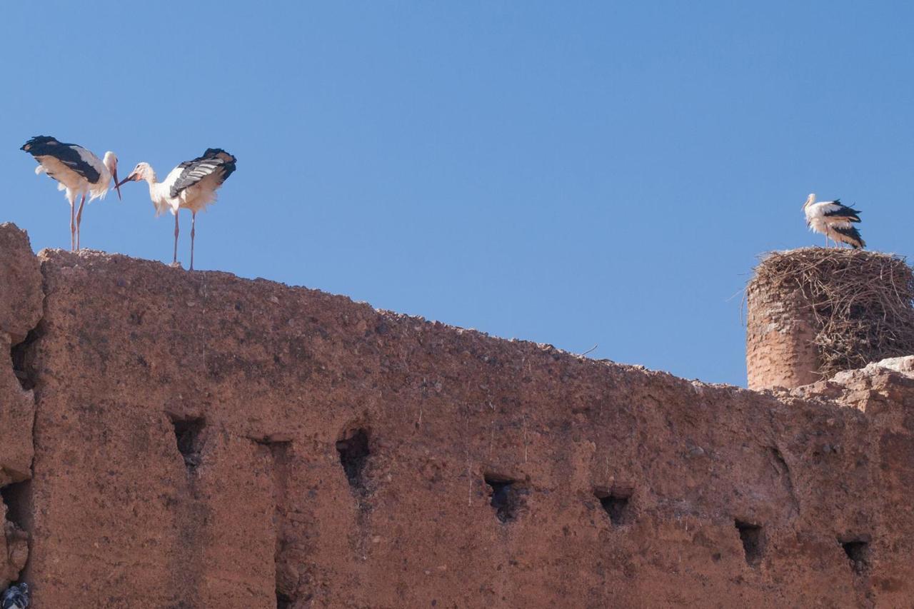 Riad Of The Storks - Exclusive Use For Up To 17 Persons Marraquexe Exterior foto